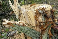 Buy timber that meets high environmental standards